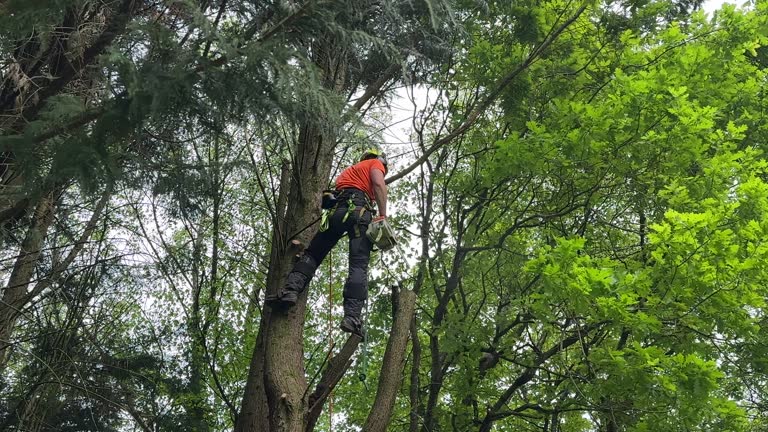 How Our Tree Care Process Works  in Hebron, PA